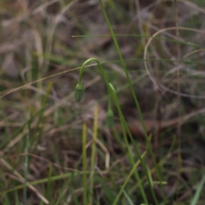 Microseris walteri at Mount Painter - 9 Sep 2021 02:40 PM