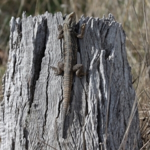 Pogona barbata at Cook, ACT - suppressed