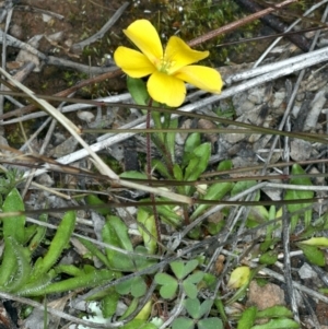 Oxalis sp. at Downer, ACT - 9 Sep 2021