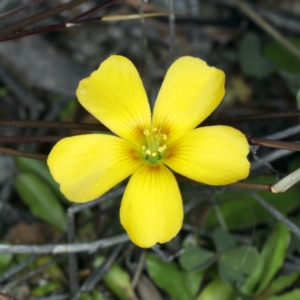 Oxalis sp. at Downer, ACT - 9 Sep 2021