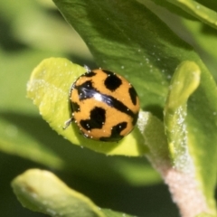 Coccinella transversalis (Transverse Ladybird) at Higgins, ACT - 9 Sep 2021 by AlisonMilton