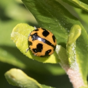 Coccinella transversalis at Higgins, ACT - 9 Sep 2021