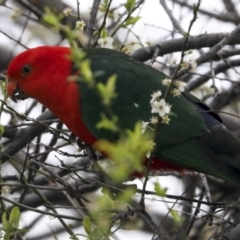 Alisterus scapularis (Australian King-Parrot) at Hawker, ACT - 9 Sep 2021 by AlisonMilton