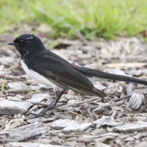 Rhipidura leucophrys at Hawker, ACT - 9 Sep 2021