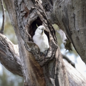 Cacatua galerita at Hawker, ACT - 9 Sep 2021