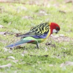 Platycercus eximius (Eastern Rosella) at Hawker, ACT - 9 Sep 2021 by AlisonMilton