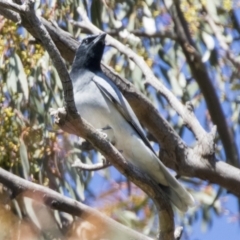 Coracina novaehollandiae (Black-faced Cuckooshrike) at Hawker, ACT - 6 Sep 2021 by AlisonMilton