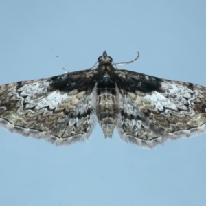 Chloroclystis approximata at Ainslie, ACT - 8 Sep 2021 07:43 PM