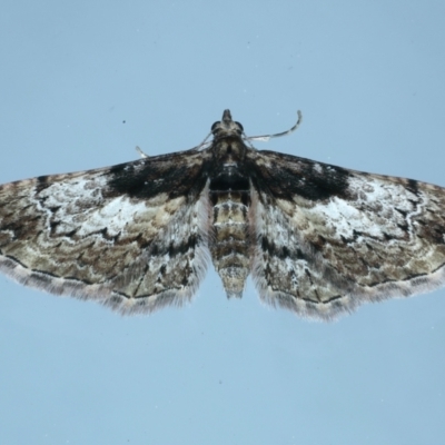 Chloroclystis approximata (Plumed or Cherry Looper) at Ainslie, ACT - 8 Sep 2021 by jb2602