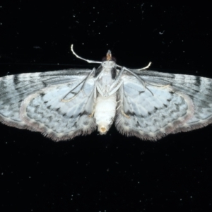 Chloroclystis approximata at Ainslie, ACT - 8 Sep 2021