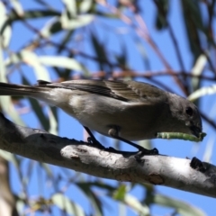 Pachycephala pectoralis (Golden Whistler) at Majura, ACT - 7 Sep 2021 by jbromilow50