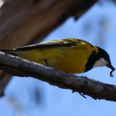 Pachycephala pectoralis at Majura, ACT - 7 Sep 2021