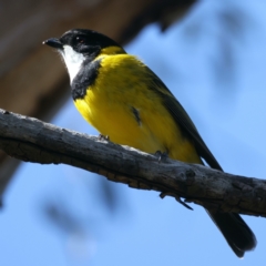 Pachycephala pectoralis at Majura, ACT - 7 Sep 2021 12:29 PM