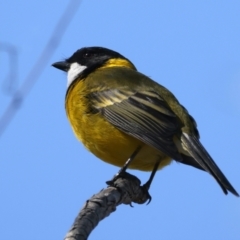 Pachycephala pectoralis at Majura, ACT - 7 Sep 2021