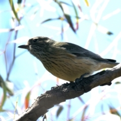 Pachycephala rufiventris (Rufous Whistler) at Majura, ACT - 7 Sep 2021 by jbromilow50