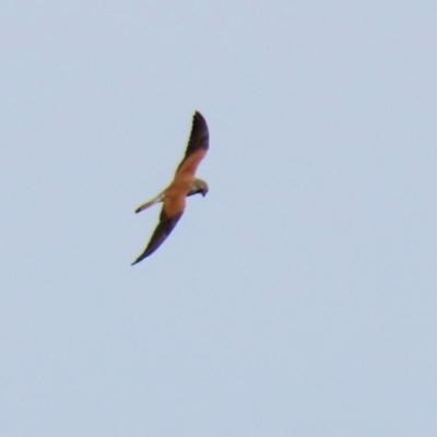 Falco cenchroides (Nankeen Kestrel) at Gordon, ACT - 9 Sep 2021 by RodDeb