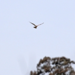 Falco cenchroides at Gordon, ACT - 9 Sep 2021 01:52 PM