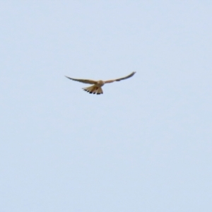 Falco cenchroides at Gordon, ACT - 9 Sep 2021 01:52 PM