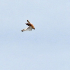 Falco cenchroides at Gordon, ACT - 9 Sep 2021