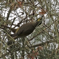 Caligavis chrysops at Tuggeranong DC, ACT - 9 Sep 2021