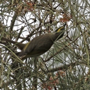 Caligavis chrysops at Tuggeranong DC, ACT - 9 Sep 2021 01:52 PM