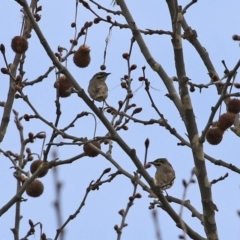 Caligavis chrysops at Tuggeranong DC, ACT - 9 Sep 2021