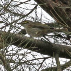 Caligavis chrysops at Tuggeranong DC, ACT - 9 Sep 2021