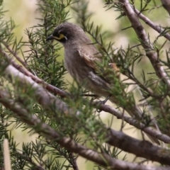 Caligavis chrysops at Tuggeranong DC, ACT - 9 Sep 2021 01:52 PM