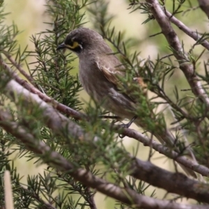 Caligavis chrysops at Tuggeranong DC, ACT - 9 Sep 2021