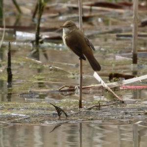 Acrocephalus australis at Tuggeranong DC, ACT - 9 Sep 2021 01:40 PM