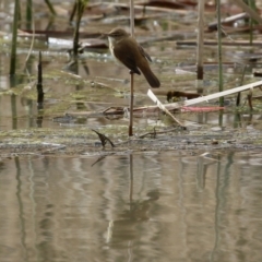 Acrocephalus australis at Tuggeranong DC, ACT - 9 Sep 2021 01:40 PM