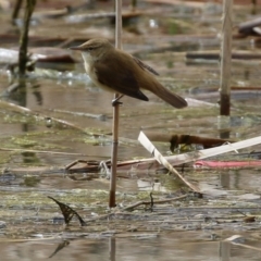 Acrocephalus australis at Tuggeranong DC, ACT - 9 Sep 2021