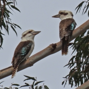 Dacelo novaeguineae at Tuggeranong DC, ACT - 9 Sep 2021