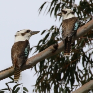 Dacelo novaeguineae at Tuggeranong DC, ACT - 9 Sep 2021