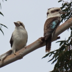 Dacelo novaeguineae at Tuggeranong DC, ACT - 9 Sep 2021