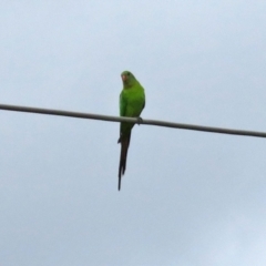 Polytelis swainsonii (Superb Parrot) at Macarthur, ACT - 9 Sep 2021 by RodDeb