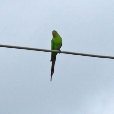 Polytelis swainsonii (Superb Parrot) at Macarthur, ACT - 9 Sep 2021 by RodDeb