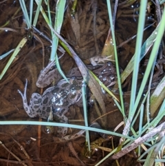 Limnodynastes tasmaniensis (Spotted Grass Frog) at Thurgoona, NSW - 9 Sep 2021 by ChrisAllen