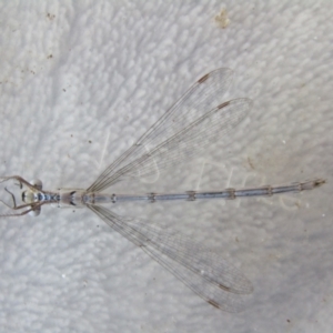 Austrolestes leda at McKellar, ACT - 8 Sep 2021