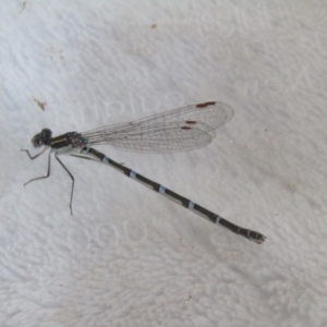 Austrolestes leda at McKellar, ACT - 8 Sep 2021