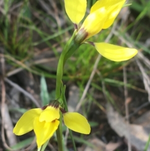 Diuris chryseopsis at Cook, ACT - suppressed