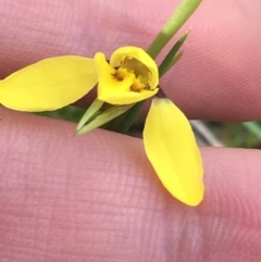 Diuris chryseopsis at Cook, ACT - suppressed