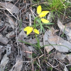 Diuris chryseopsis at Cook, ACT - suppressed