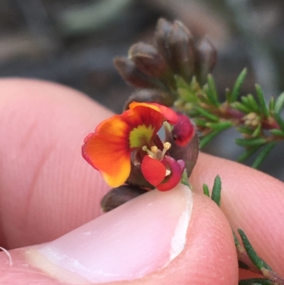 Dillwynia phylicoides (A Parrot-pea) at Aranda Bushland - 9 Sep 2021 by NedJohnston