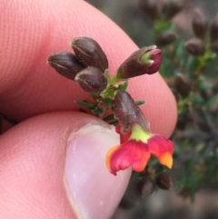 Dillwynia phylicoides at Aranda, ACT - 9 Sep 2021 04:12 PM