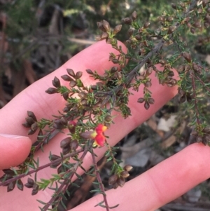 Dillwynia phylicoides at Aranda, ACT - 9 Sep 2021