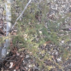 Dillwynia phylicoides at Aranda, ACT - 9 Sep 2021