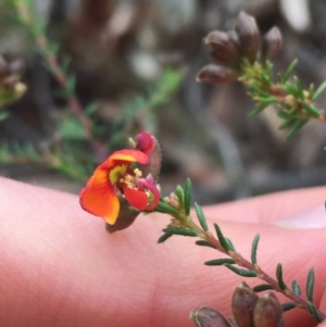 Dillwynia phylicoides at Aranda, ACT - 9 Sep 2021 04:12 PM