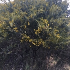 Acacia cultriformis (Knife Leaf Wattle) at Aranda Bushland - 9 Sep 2021 by NedJohnston