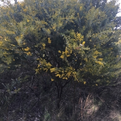 Acacia cultriformis (Knife Leaf Wattle) at Aranda Bushland - 9 Sep 2021 by NedJohnston